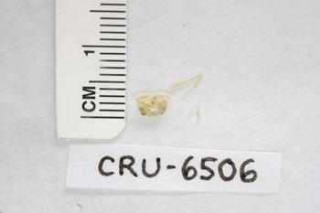 Media type: image;   Invertebrate Zoology CRU-6506 Description: Preserved specimen.;